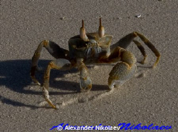 Ghost crab. Canon 40D. by Alexander Nikolaev 